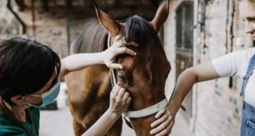 Santa Fe registró la primera muerte por Encefalitis Equina del Oeste (EEO): fue en General Obligado