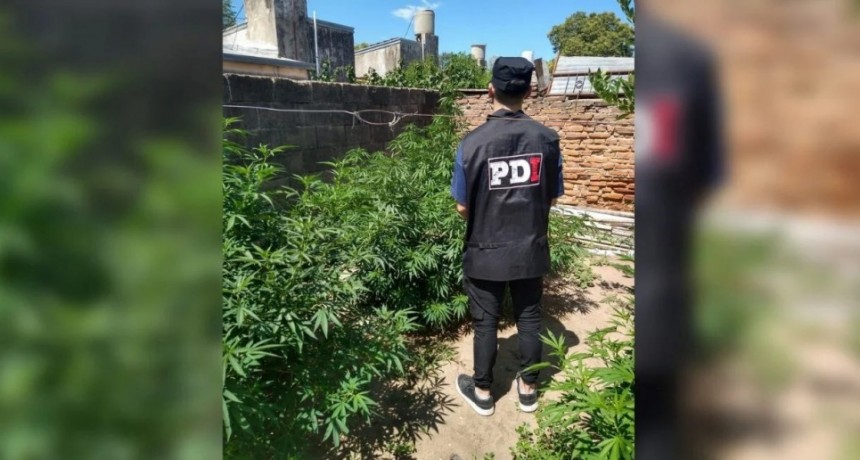 San José de la Esquina: encontraron una plantación de marihuana en una vivienda
