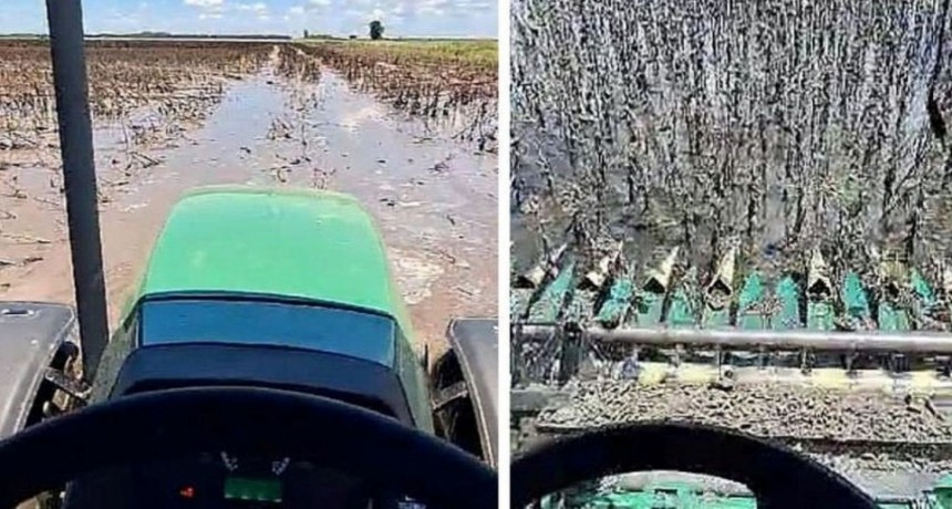 Algodón y girasol, los más afectados por los excesos hídricos en el norte