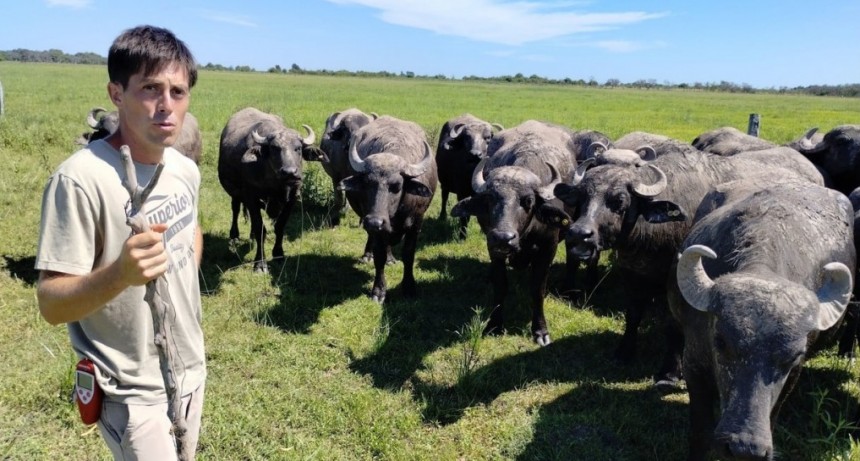 En sintonía con la naturaleza, crían búfalos y gallinas pastoriles en el norte santafesino