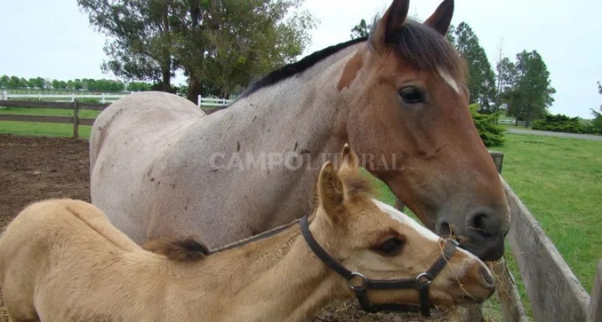  Senasa dictó la obligatoriedad de vacunar equinos contra encefalomielitis