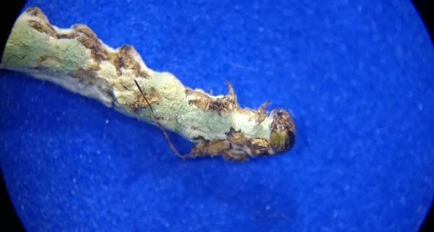 Cómo El Niño puede ayudar en el control de plagas agrícolas 