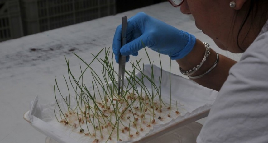 Semillas, el debate que se viene en la Argentina