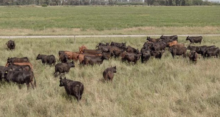 Ganadería. Clave para exportar a la Unión Europea: uso de la Inteligencia Artificial para sortear sus normas