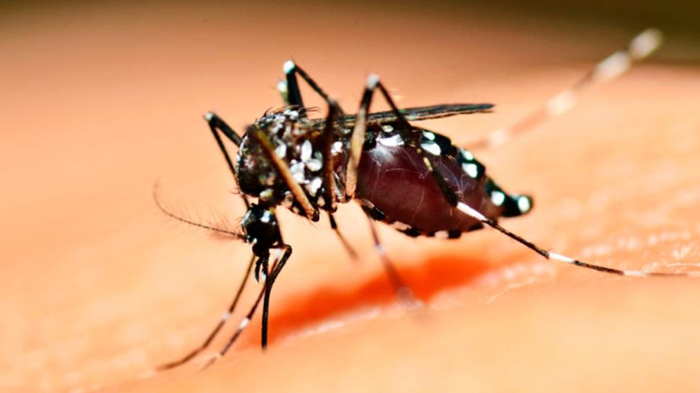 Crecen los casos de dengue en Brasil en medio del brote de diarrea viral