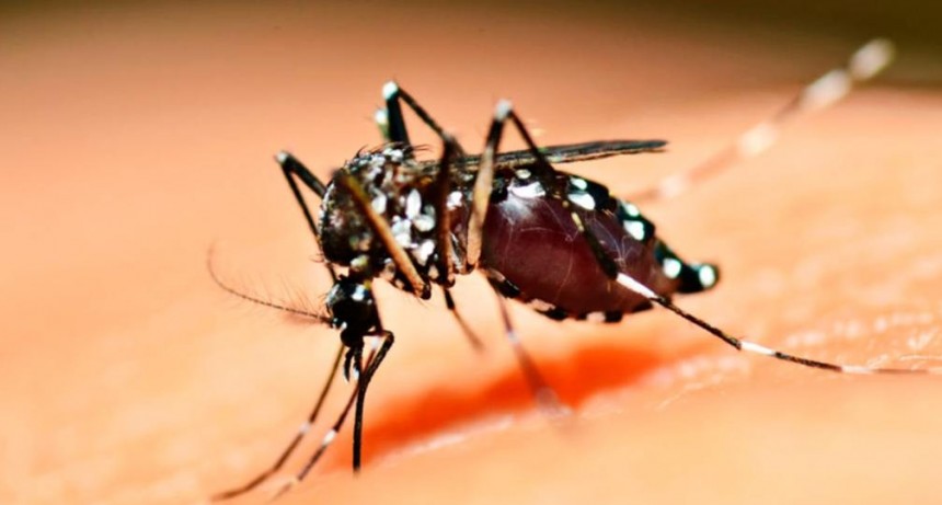 Crecen los casos de dengue en Brasil en medio del brote de diarrea viral