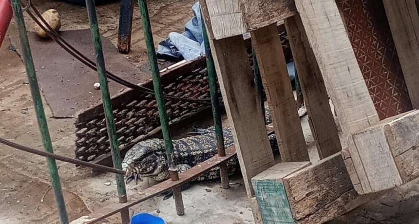 Video: una iguana “gigante” apareció en bulevar y Francia en plena siesta santafesina