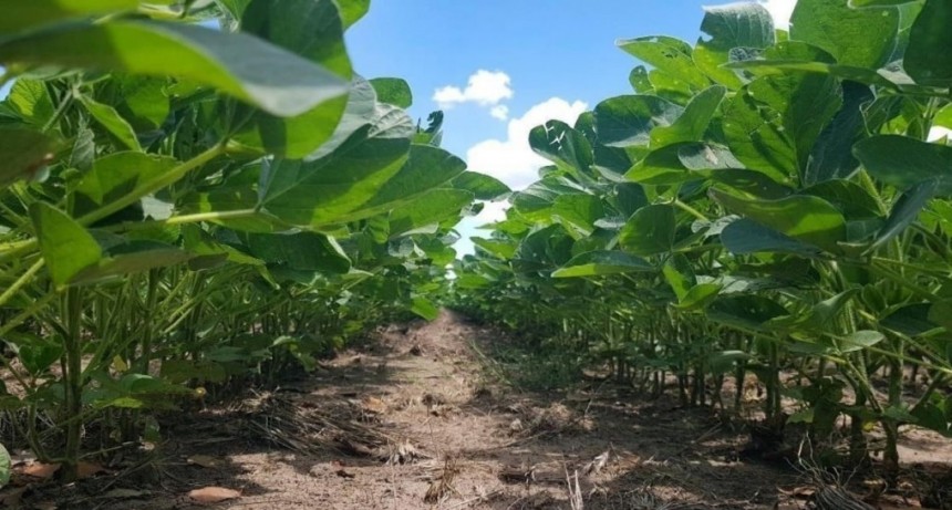 Las lluvias cambiaron las condiciones y los cultivos siguieron en carrera
