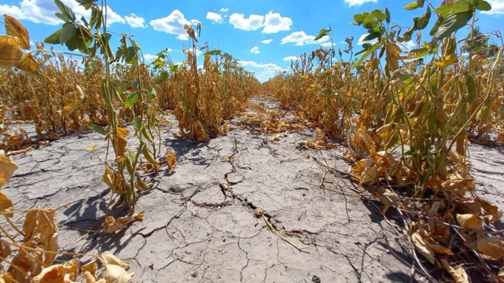 Prorrogan la emergencia agropecuaria por sequía en Santa Fe: beneficios y cómo acceder