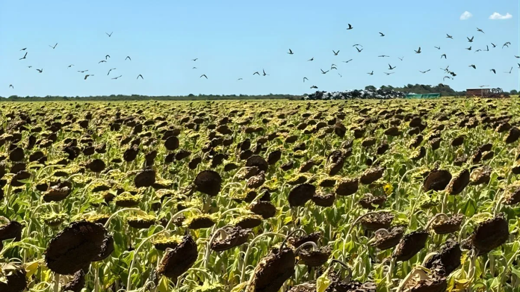 Girasol bajo ataque: claves de manejo para reducir pérdidas por palomas y cotorras