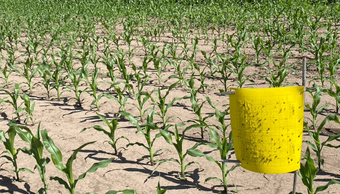 Chicharrita del maíz: sin alertas en la zona central, hay una luz amarilla en regiones endémicas