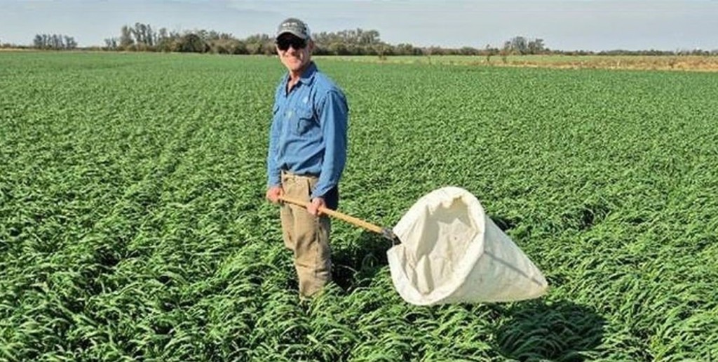 El 2026 arranca con baja presencia de chicharritas en la zona maicera central