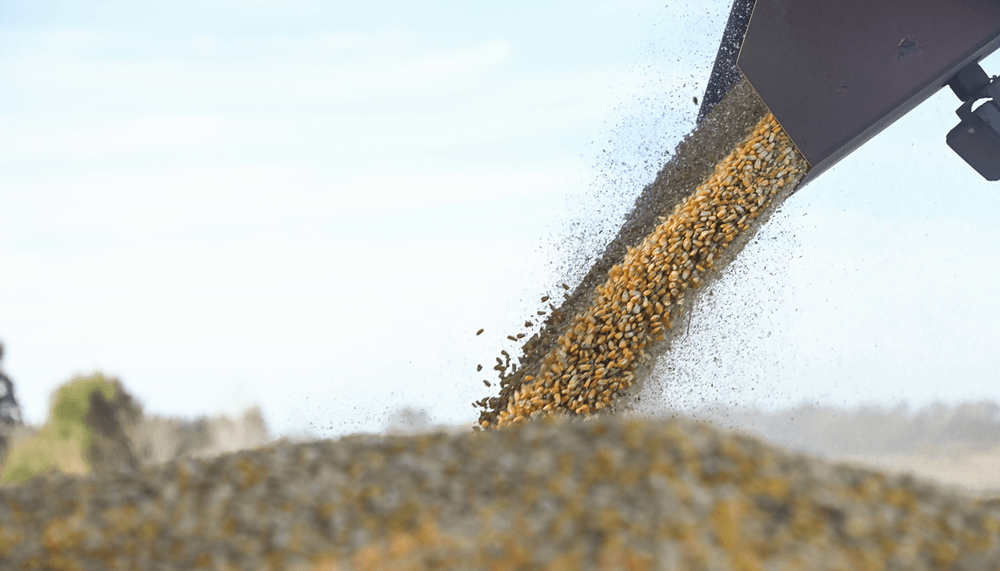 Otra buena del maíz: el mercado local sostiene precios por encima de Chicago