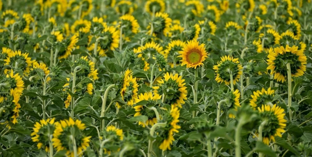 Lluvias desparejas, pero con buen impacto: panorama alentador para la campaña agrícola en el centro norte santafesino