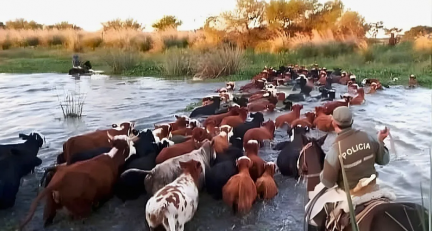 Doble crimen en el R&iacute;o Coronda: el trasfondo del abigeato que preocupa a los ganaderos de la costa