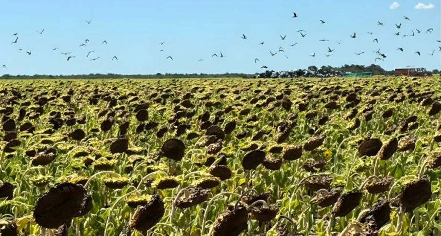 Girasol bajo ataque: claves de manejo para reducir p&eacute;rdidas por palomas y cotorras