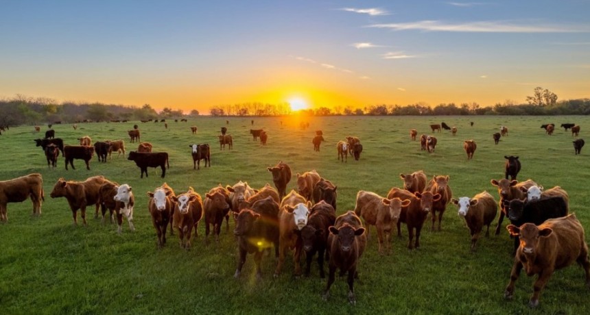 M&aacute;s movimiento de terneros y cambios en la recr&iacute;a: qu&eacute; revelan los traslados de hacienda en 2025