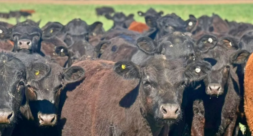 El stock de novillos sigue siendo la gran materia pendiente de la ganader&iacute;a argentina
