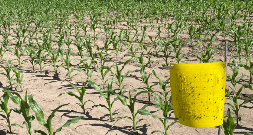 Chicharrita del ma&iacute;z: sin alertas en la zona central, hay una luz amarilla en regiones end&eacute;micas