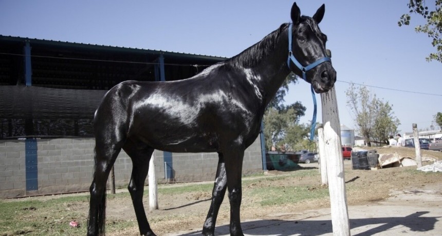 Caballos argentinos, cada vez m&aacute;s cotizados: crecen las exportaciones y el valor agregado