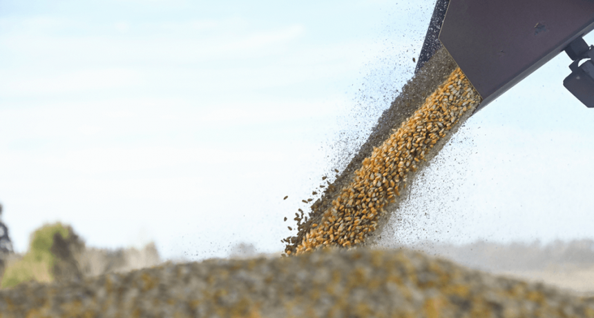 Otra buena del ma&iacute;z: el mercado local sostiene precios por encima de Chicago