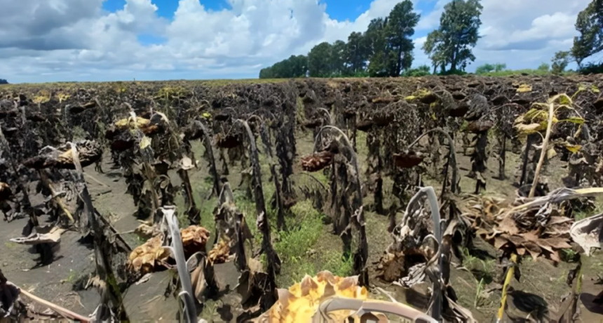 Las lluvias frenaron la cosecha de girasol en el norte santafesino