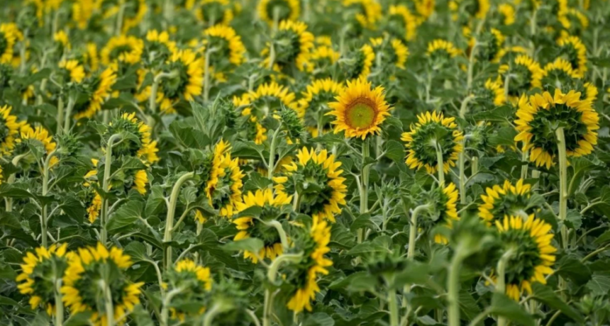 Lluvias desparejas, pero con buen impacto: panorama alentador para la campa&ntilde;a agr&iacute;cola en el centro norte santafesino