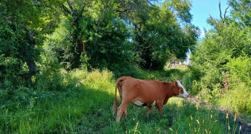 C&oacute;mo la ganader&iacute;a integrada al bosque nativo logr&oacute; recuperar suelos erosionados en el norte de Santa Fe