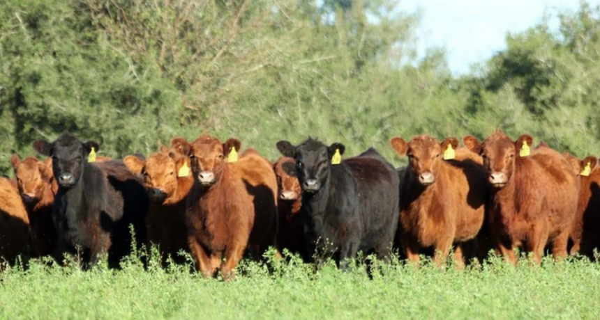 Acuerdo Uni&oacute;n Europea-Mercosur: un a&ntilde;o clave para la carne vacuna argentina