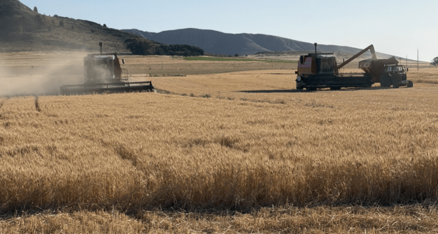 Termin&oacute; la cosecha r&eacute;cord de trigo: los rindes superaron los valores hist&oacute;ricos en todas las regiones