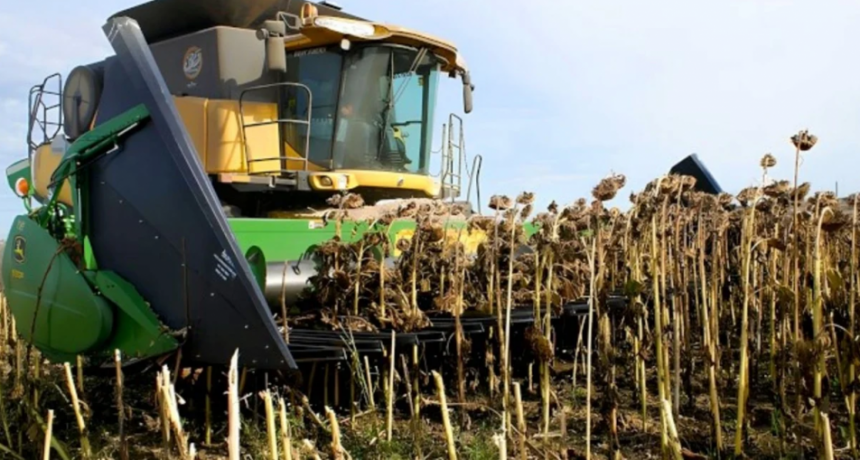 Precios firmes y escasez global impulsan una expansi&oacute;n hist&oacute;rica del girasol argentino