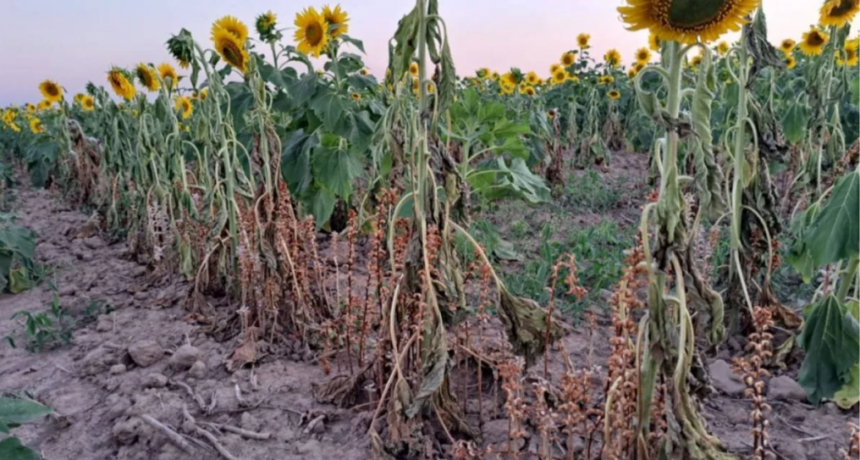 Alerta por una plaga del girasol detectada en Bolivia: cu&aacute;l es el riesgo para Argentina