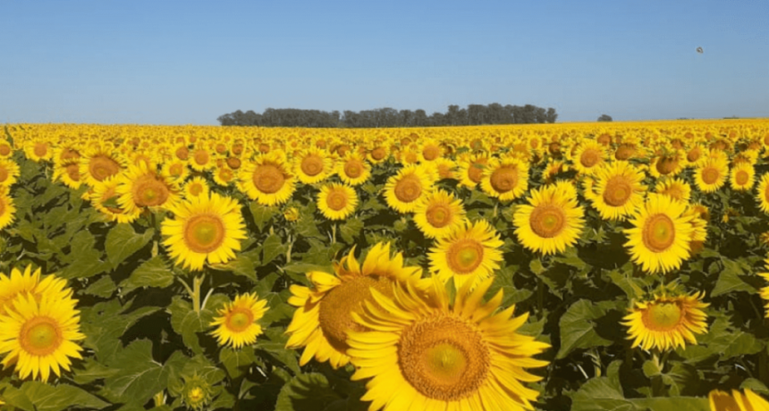 Girasol: el Senasa avanza con un plan preventivo para evitar la aparici&oacute;n de una &ldquo;maleza plaga&rdquo; letal