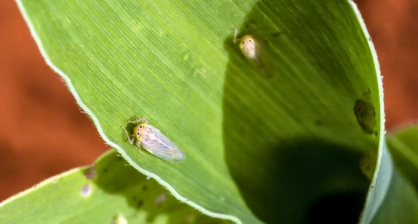 Chicharrita del ma&iacute;z: refuerzan el monitoreo en el norte de C&oacute;rdoba ante un leve aumento de la plaga