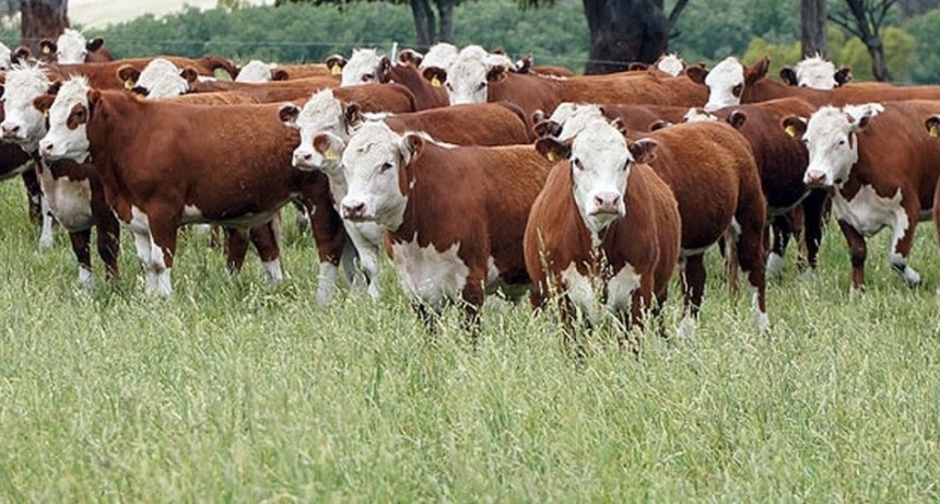 La ganader&iacute;a nacional ante el desaf&iacute;o de producir m&aacute;s con un stock limitado