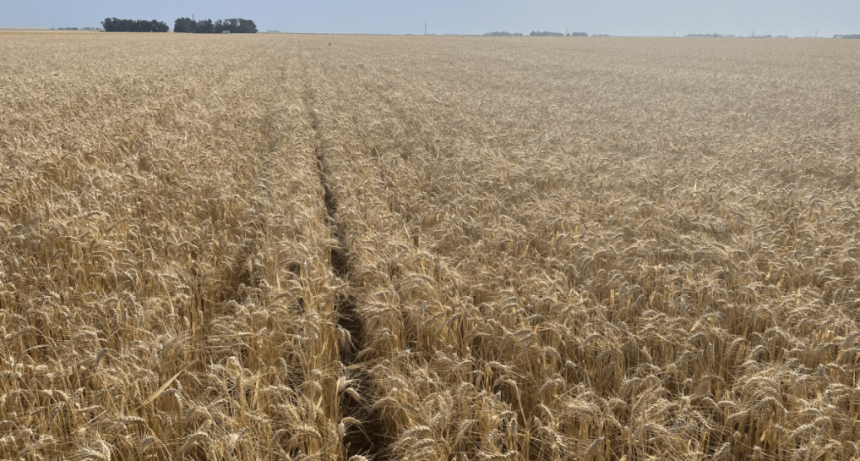 Para el Gobierno, la cosecha de trigo creci&oacute; 50% y el nuevo r&eacute;cord es de 27,8 millones de toneladas