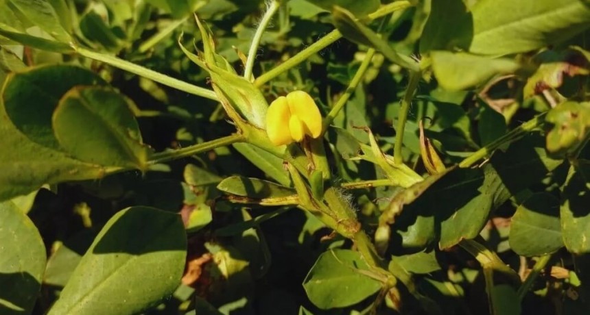 El m&aacute;s &ldquo;dulce&rdquo; del mundo: el sello distintivo del man&iacute; cordob&eacute;s, que se potencia con la fertilizaci&oacute;n