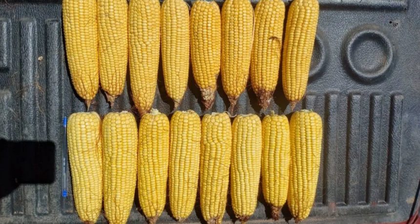 Falta de agua en la principal zona maicera del pa&iacute;s: impacto dispar en los cultivos estivales