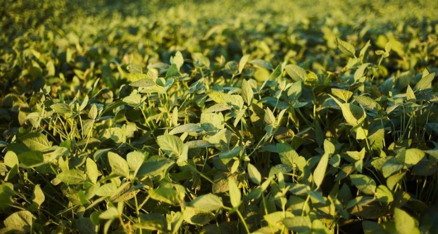 Por el d&eacute;ficit de lluvias hay 450.000 ha de soja 1ra en condici&oacute;n regular
