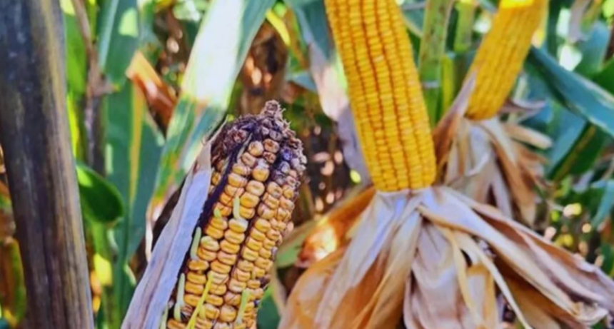 Un escenario para ocuparse: el clima y el avance del ma&iacute;z tard&iacute;o favorecieron a la chicharrita