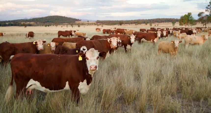 Sanidad animal: el Senasa habilita la importaci&oacute;n de nuevas vacunas para enfermedades bovinas