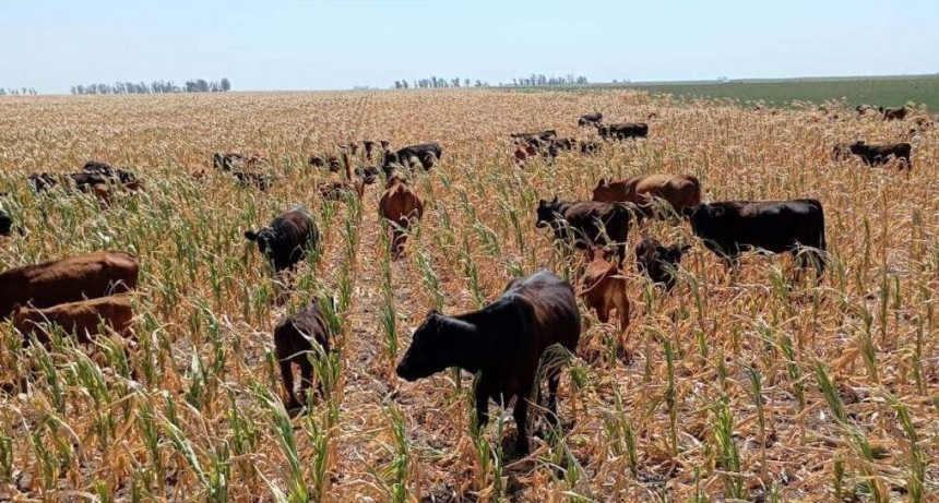 &ldquo;La verdad es eso, tristeza&rdquo;: sembr&oacute; ma&iacute;z so&ntilde;ando una gran cosecha y la sequ&iacute;a lo oblig&oacute; a d&aacute;rselo a las vacas