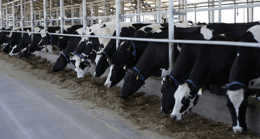 La lecher&iacute;a, otra vez en &ldquo;rojo&rdquo;: en promedio, cada tambo pierde $ 12,7 por litro producido