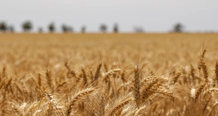 La cadena agropecuaria mostr&oacute; un fuerte crecimiento y alcanz&oacute; su nivel m&aacute;s alto en diciembre