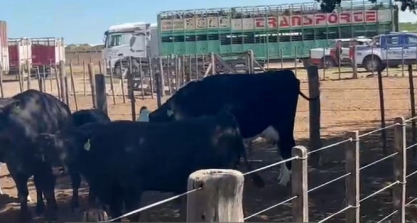 Se incautan 1.000 bovinos en un feedlot pero el due&ntilde;o denuncia irregularidades