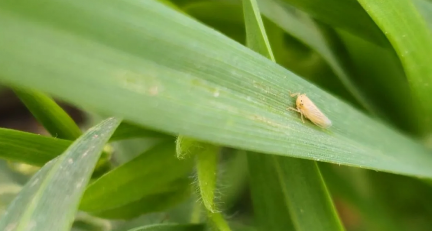 Chicharrita del ma&iacute;z: advierten mayor presencia en el norte y recomiendan intensificar el monitoreo