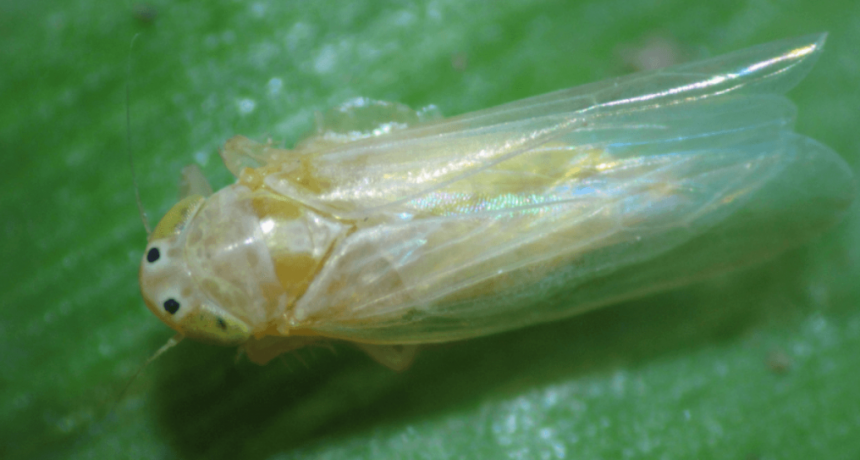 Chicharrita del ma&iacute;z: &ldquo;Se estima una campa&ntilde;a intermedia entre la epidemia de 2023/24 y la 2024/25&rdquo;