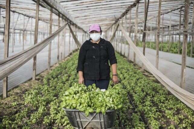 Colonias agroecológicas: una forma de producir alimentos sanos y baratos
