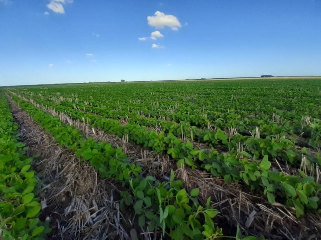 La soja y el maíz pasaron a la ofensiva