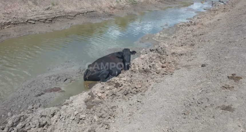 Productores piden la ayuda del Ej&eacute;rcito 